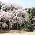 京都醍醐寺