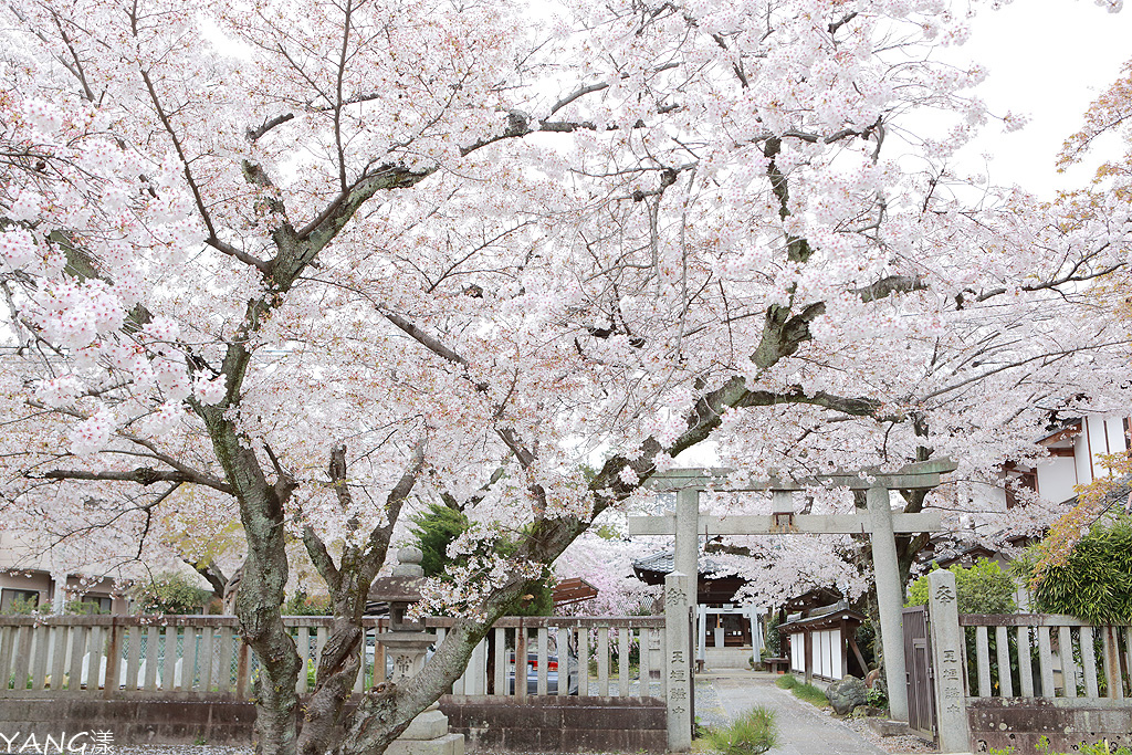 真如堂櫻花