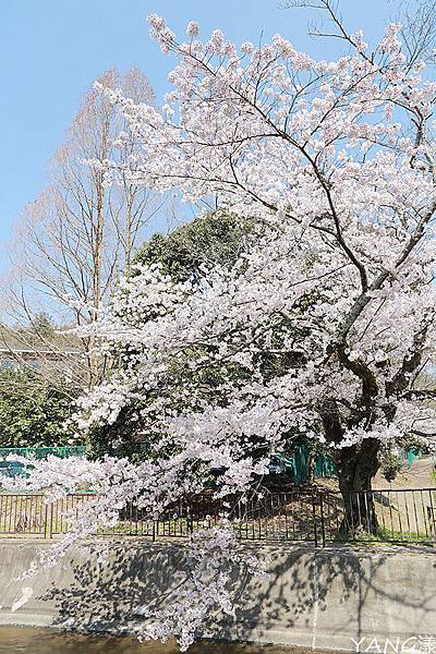 山科疏水