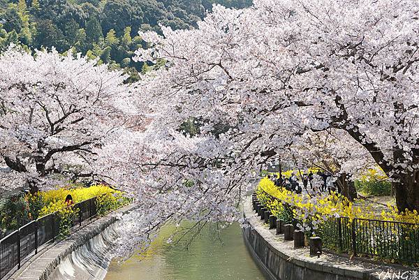 山科疏水