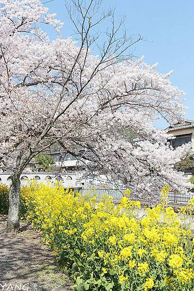 山科疏水