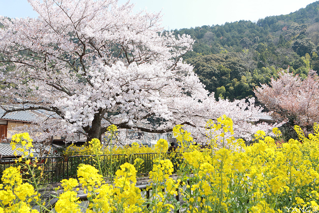 山科疏水