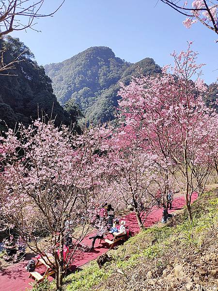 大熊櫻花林