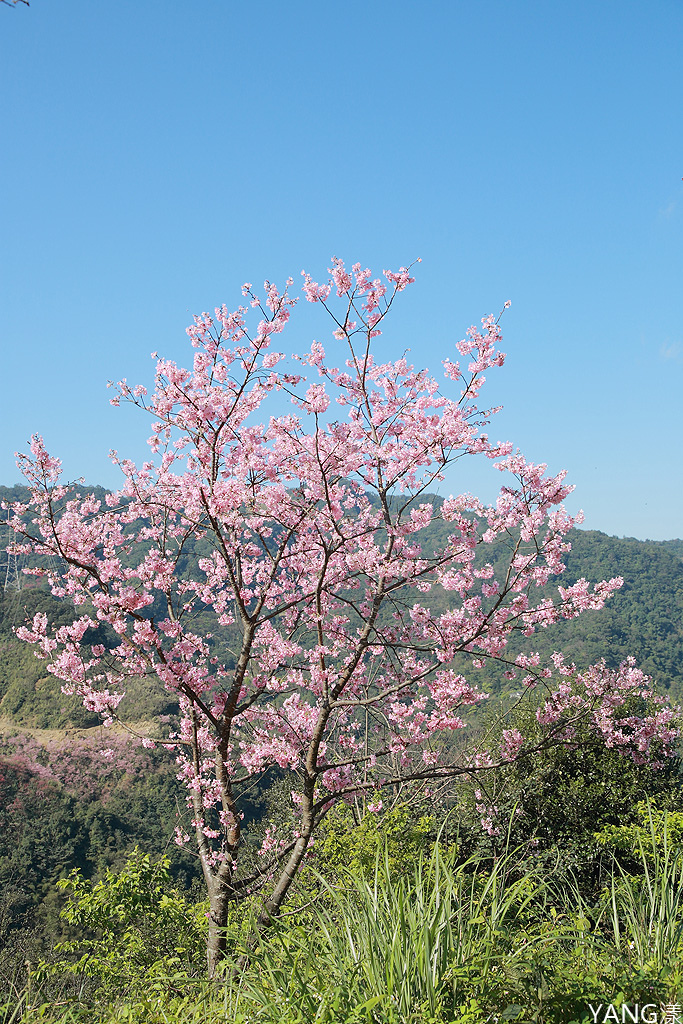 大熊櫻花林