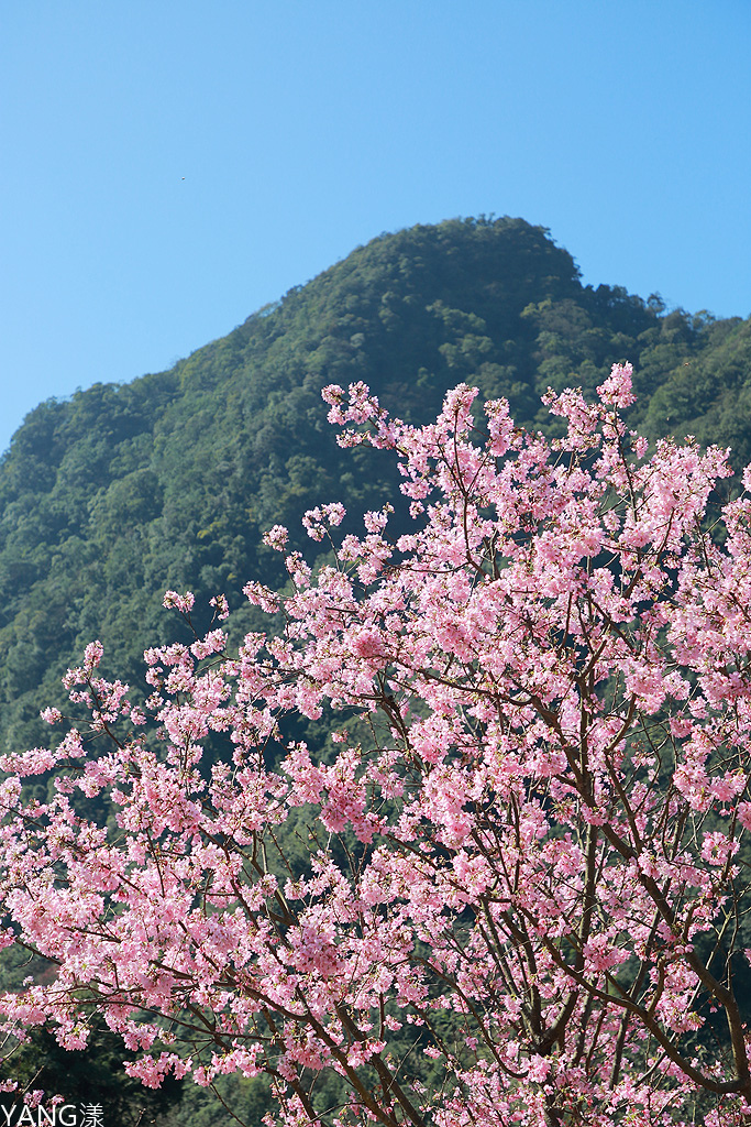 大熊櫻花林