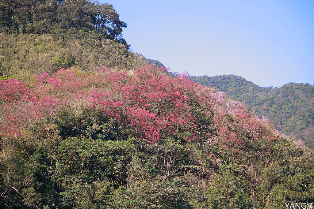 大熊櫻花林