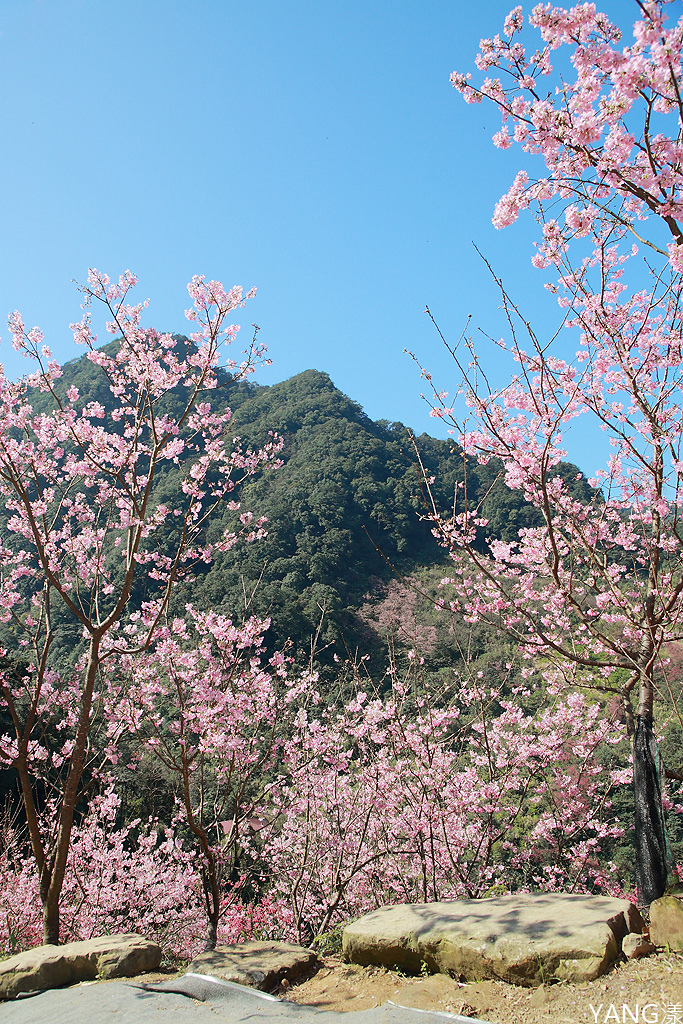 大熊櫻花林