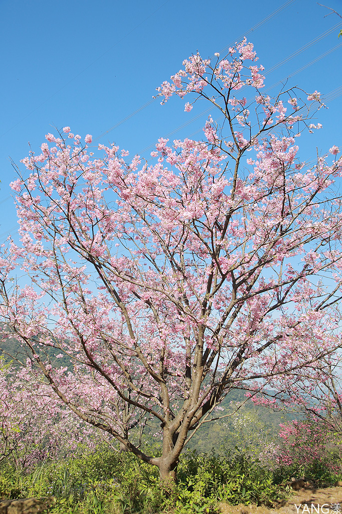 大熊櫻花林