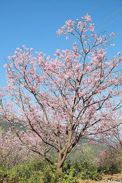 大熊櫻花林