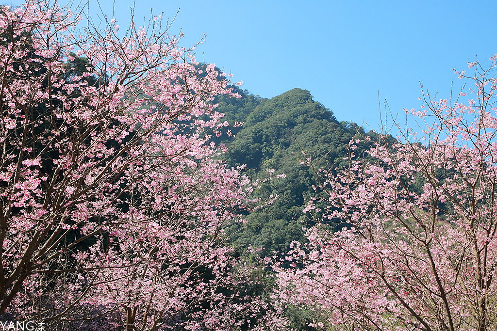 大熊櫻花林