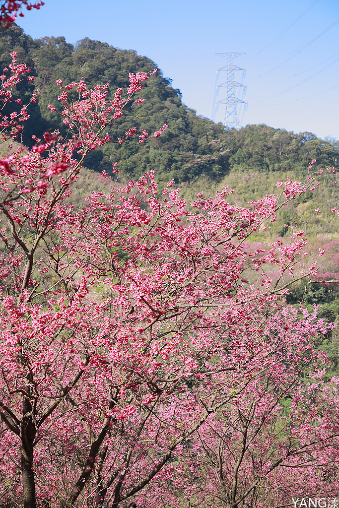 大熊櫻花林