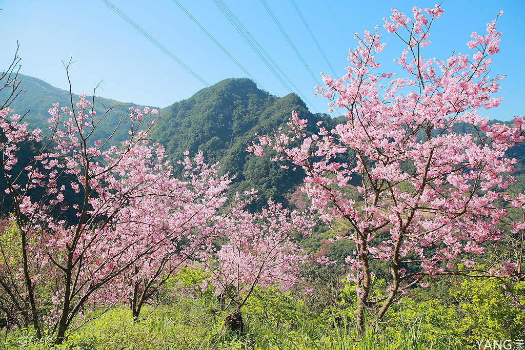 大熊櫻花林