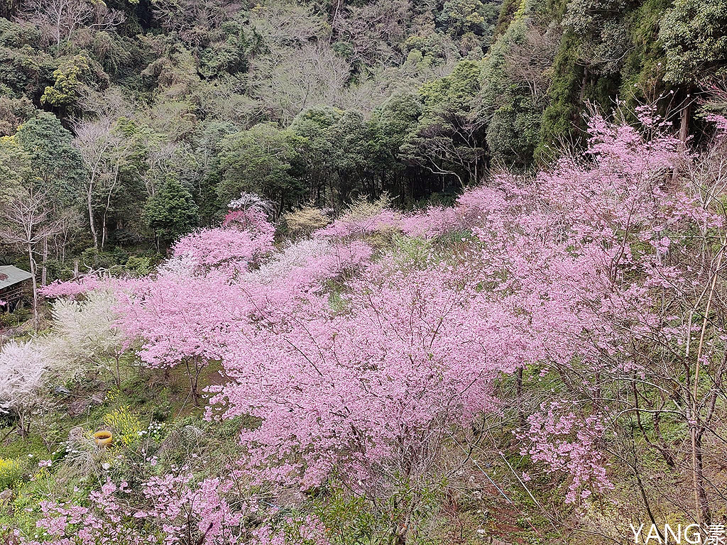 拉拉山秘密花園