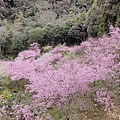 拉拉山秘密花園