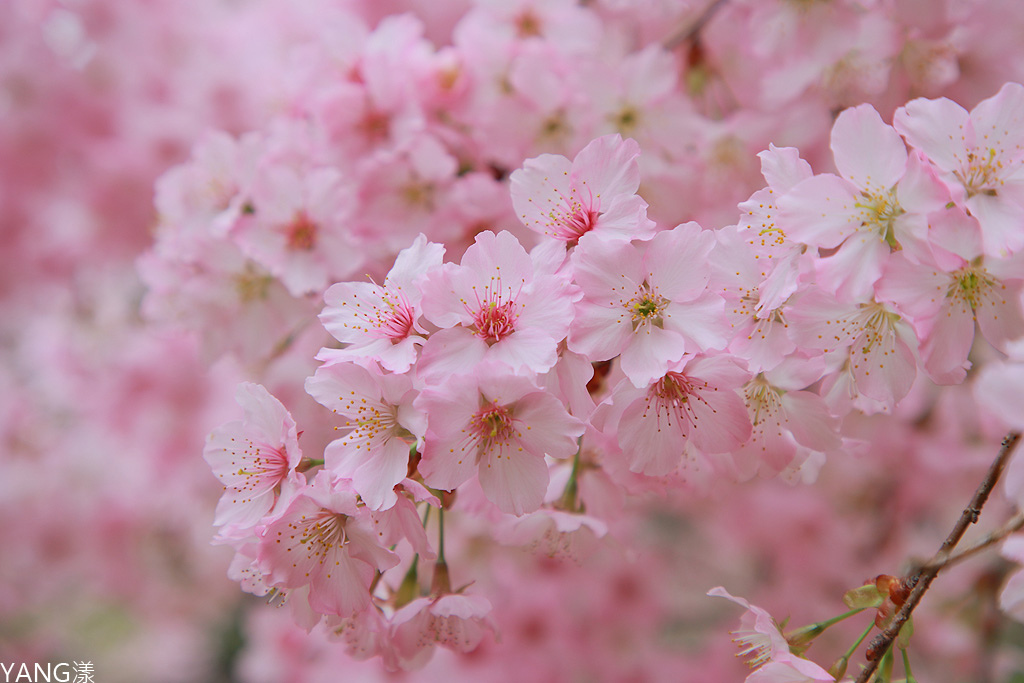 拉拉山秘密花園