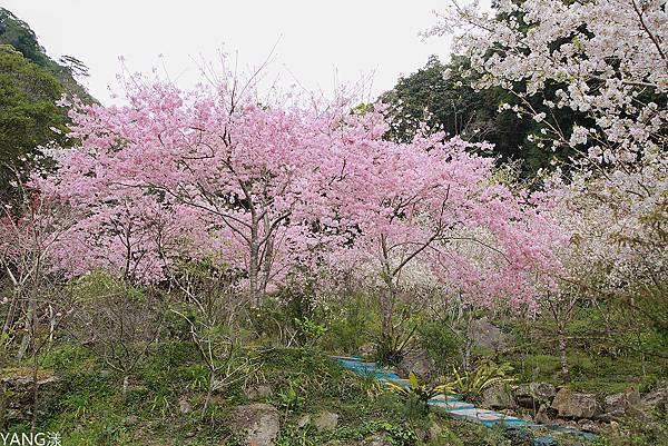 拉拉山秘密花園