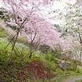 拉拉山秘密花園