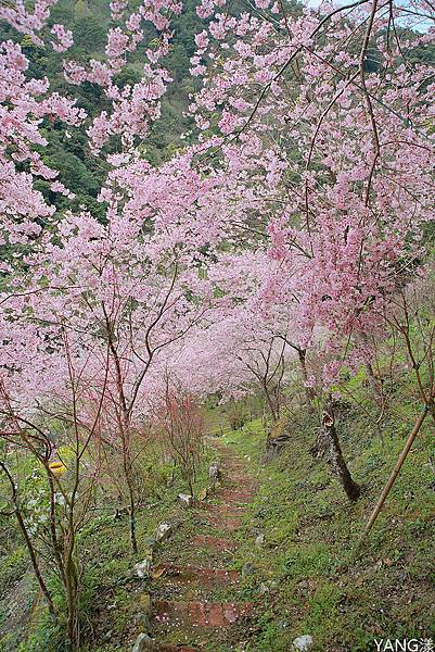 拉拉山秘密花園