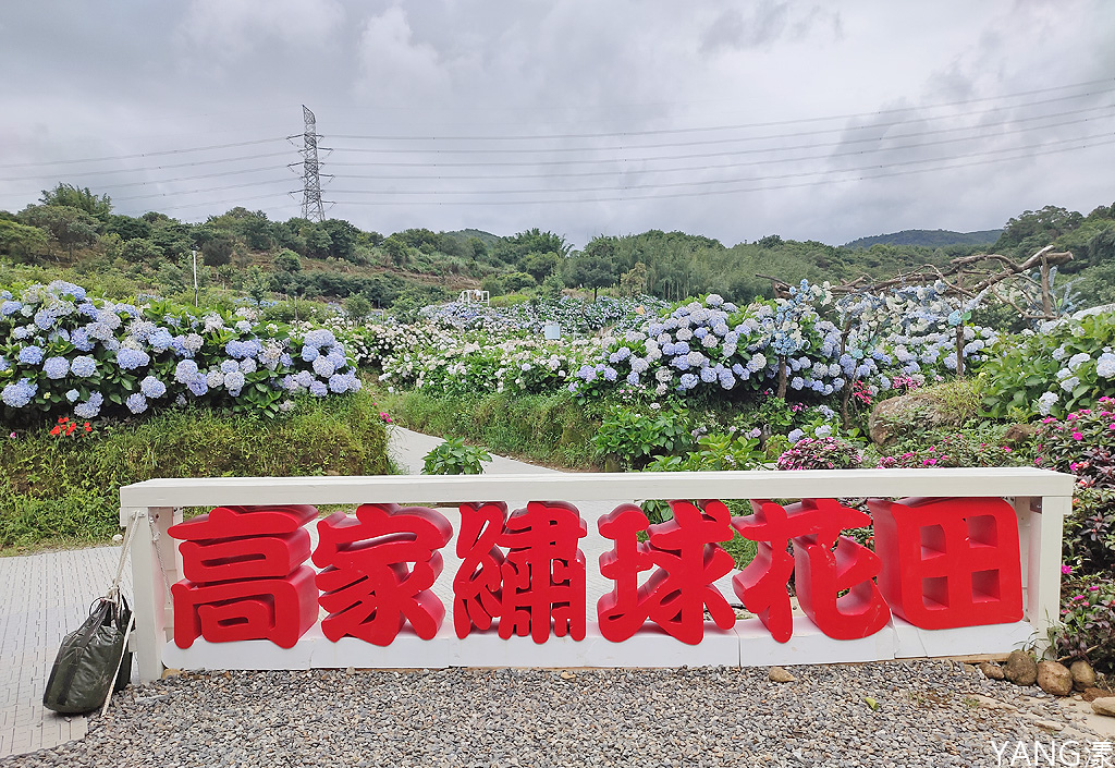 萬里高家繡球花田