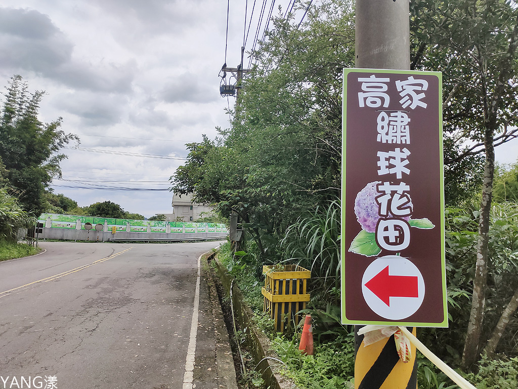 萬里高家繡球花田