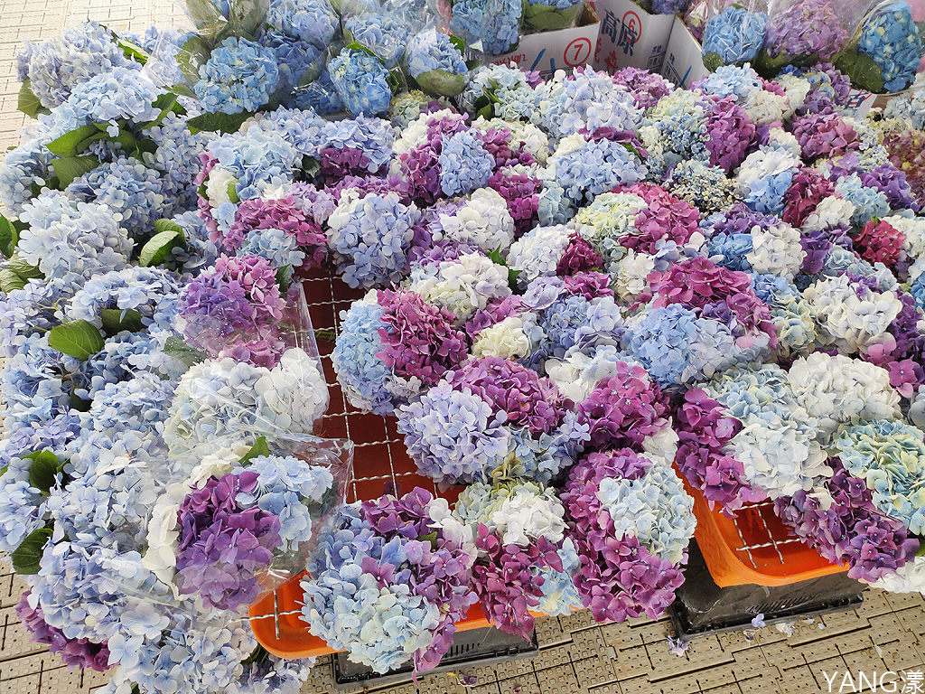 萬里高家繡球花田