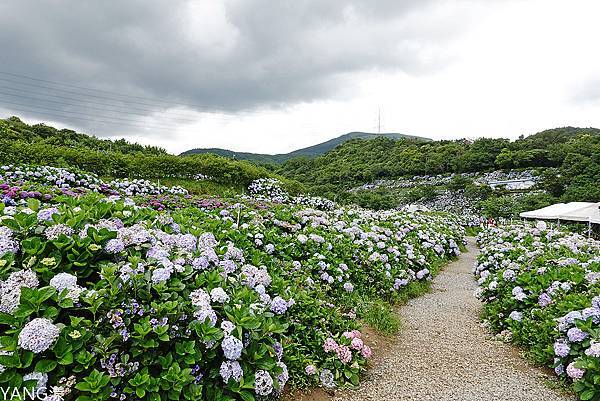 萬里高家繡球花田
