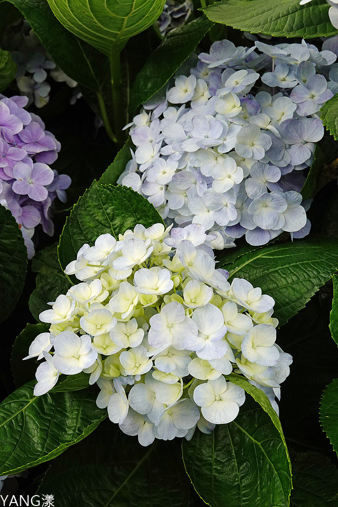 萬里高家繡球花田