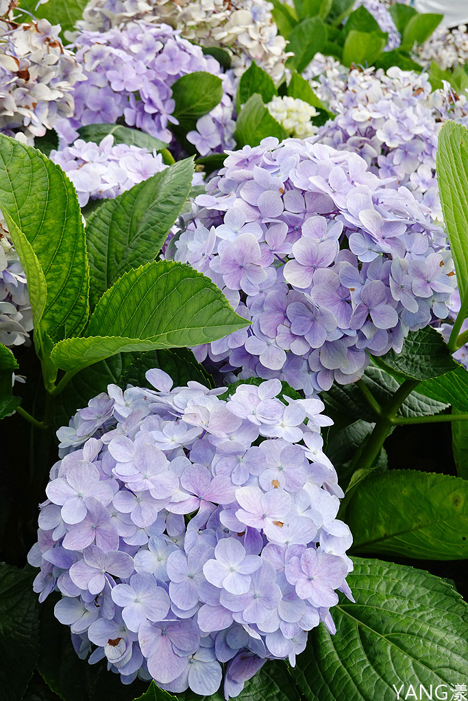 萬里高家繡球花田