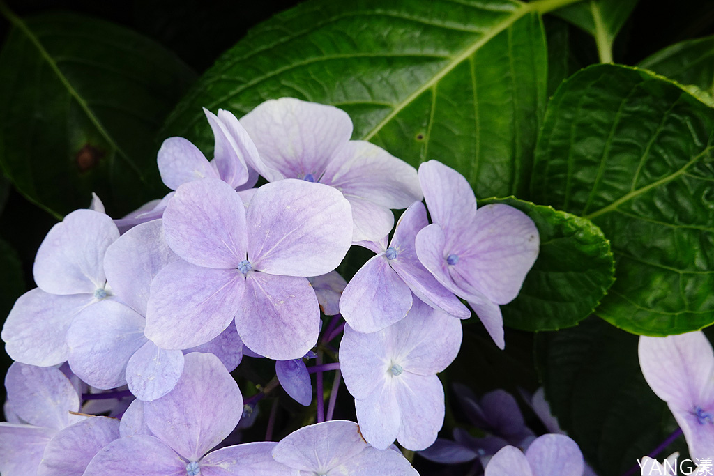 萬里高家繡球花田