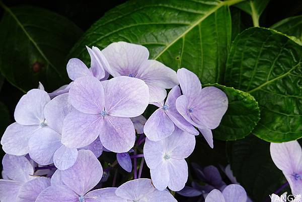 萬里高家繡球花田