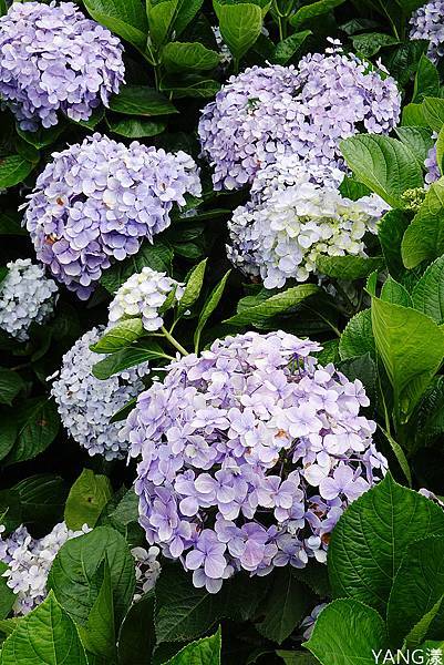 萬里高家繡球花田