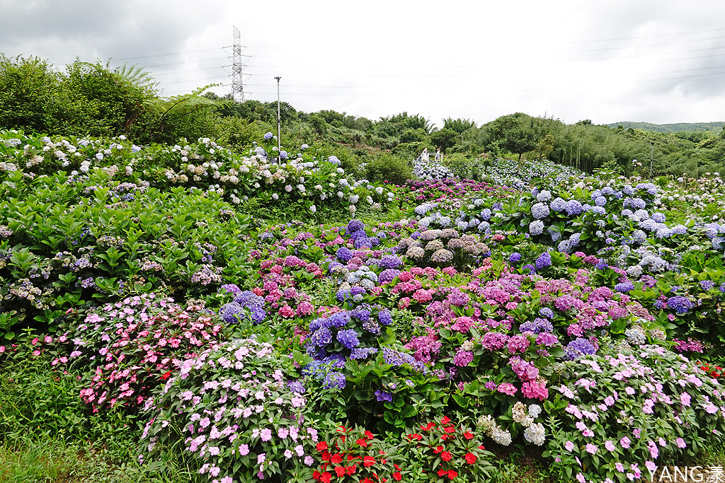 萬里高家繡球花田