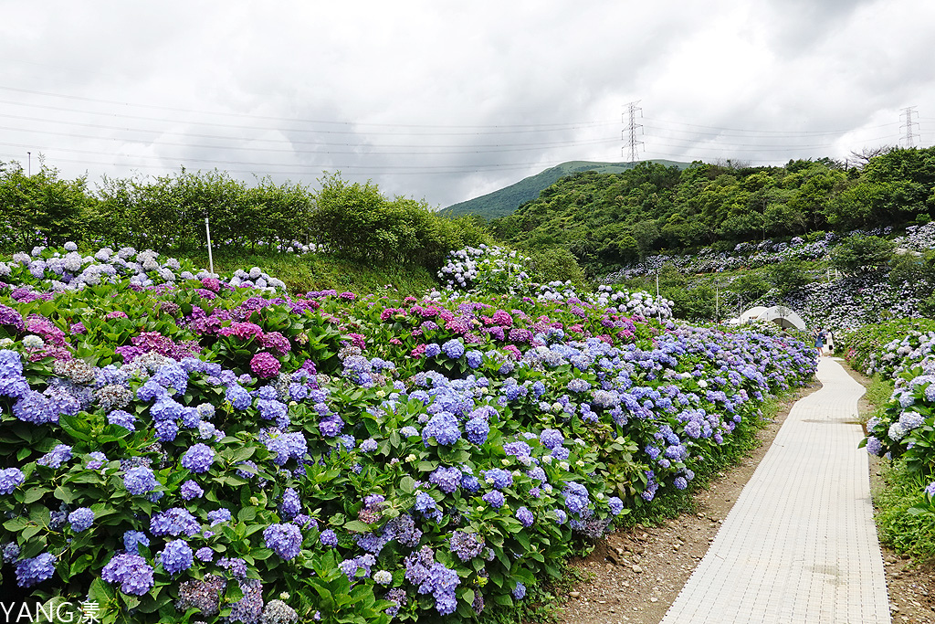 萬里高家繡球花田