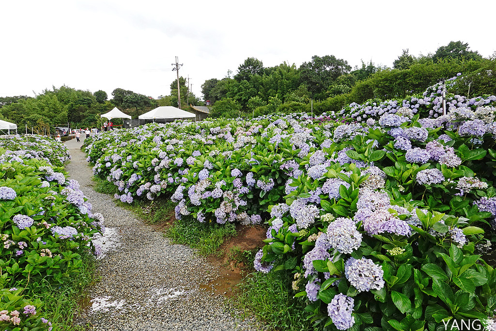 萬里高家繡球花田