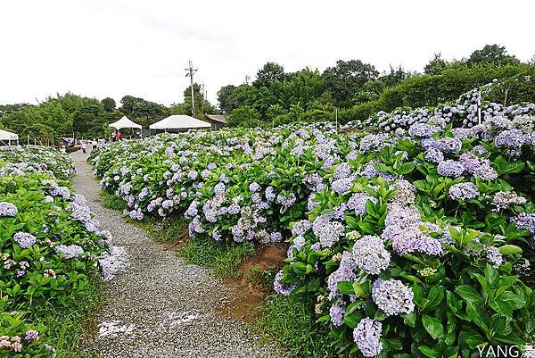 萬里高家繡球花田