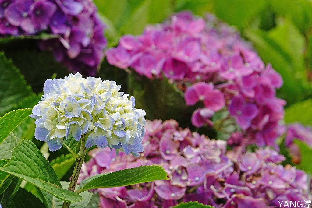 萬里高家繡球花田