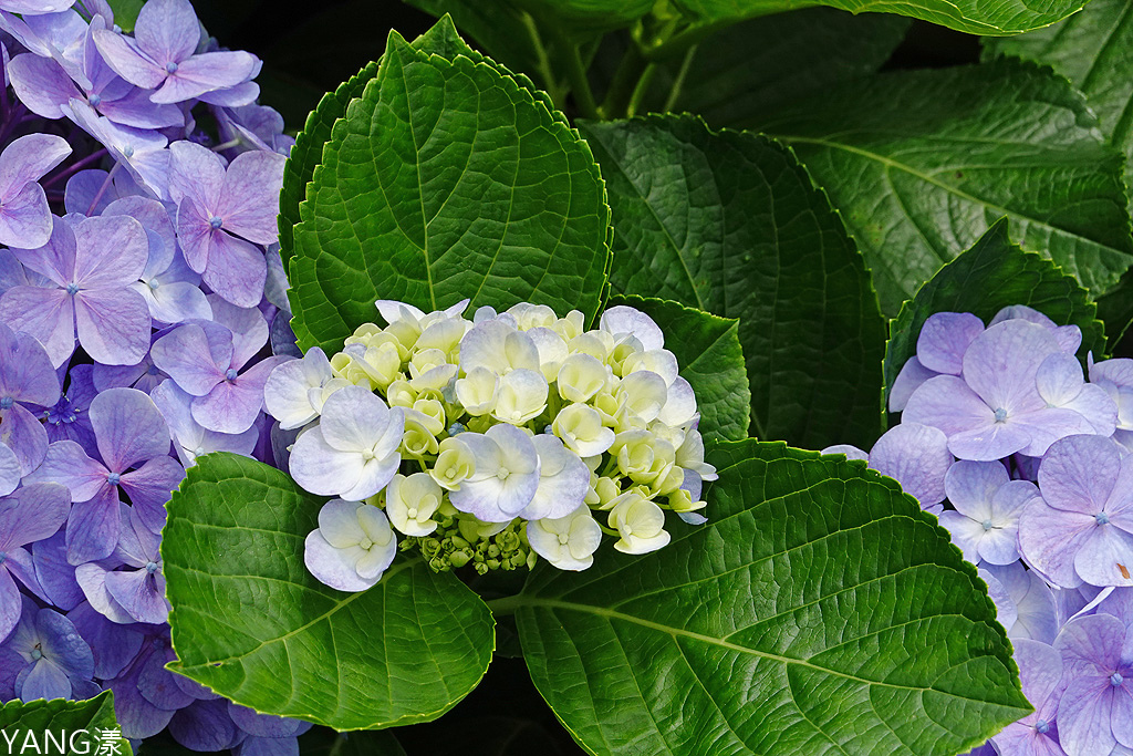 萬里高家繡球花田