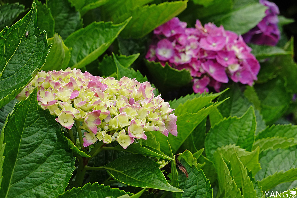 萬里高家繡球花田