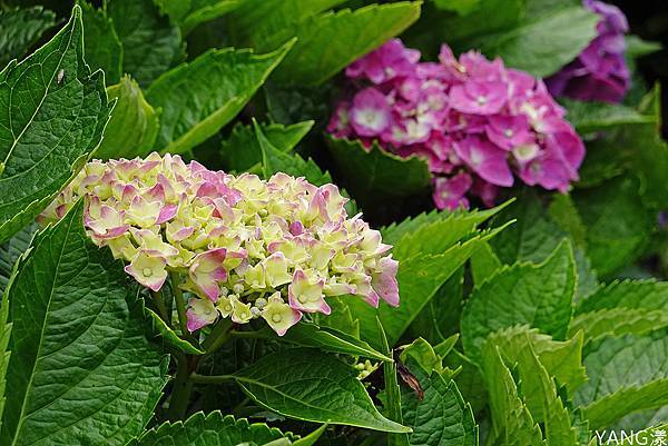 萬里高家繡球花田