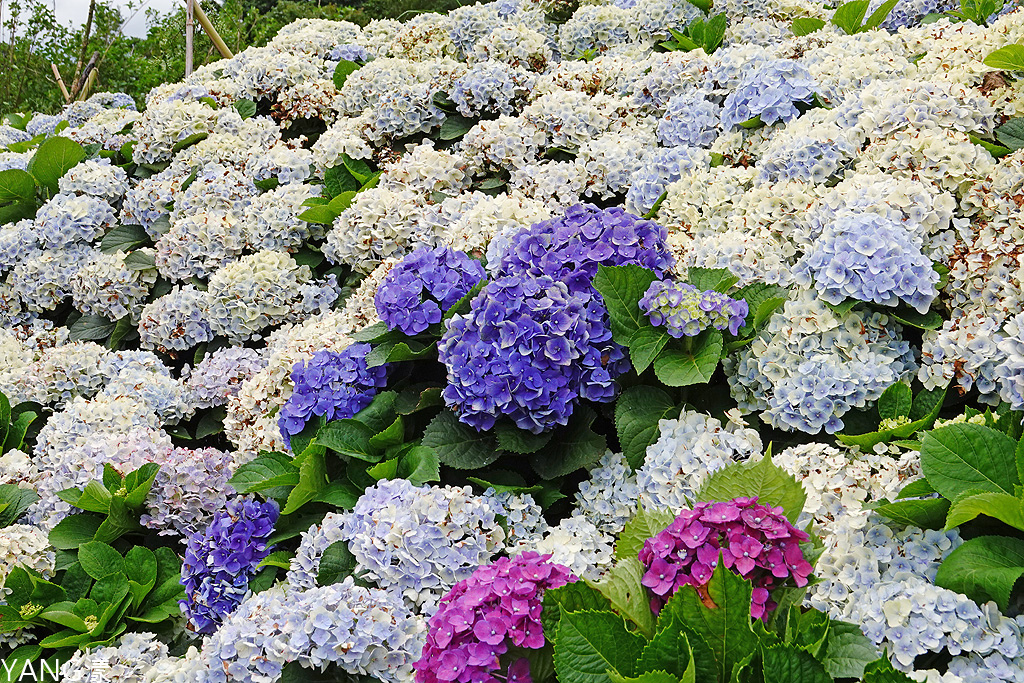 萬里高家繡球花田