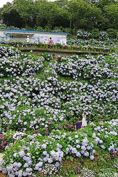 萬里高家繡球花田