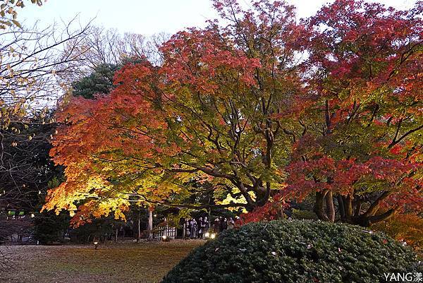 東京六義園