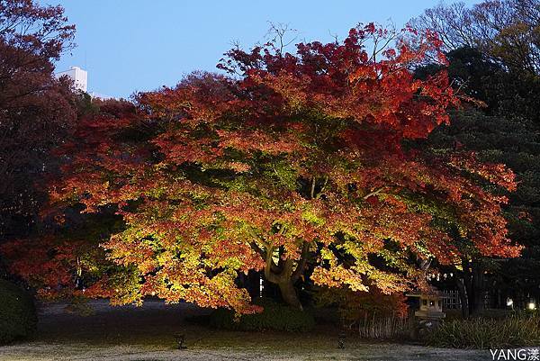 東京六義園