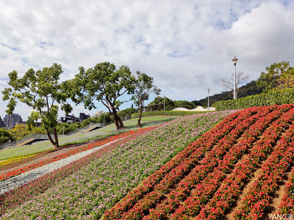 【台北北投】北投社三層崎公園，台版富良野美麗花海，2024年