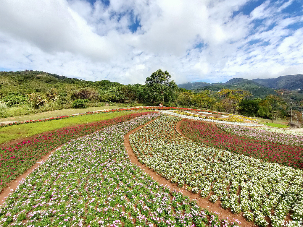 【台北北投】北投社三層崎公園，台版富良野美麗花海，2024年