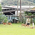 山腳鹿場