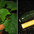 zucchini 4