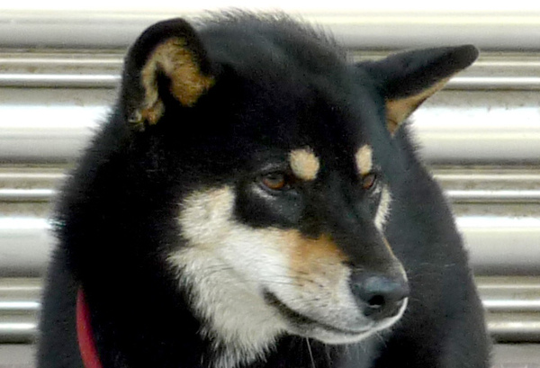請問 一種可愛的狗 看板dog 批踢踢實業坊