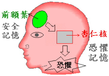 育兒心情 前額葉與杏仁核 影響寶貝人格發展的重要角色 艾鬆餅 頂級無鋁鬆餅粉專賣 痞客邦