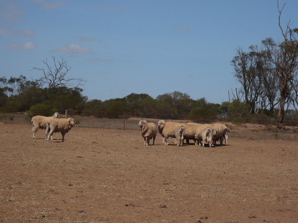 第一次看到綿羊於南澳.JPG